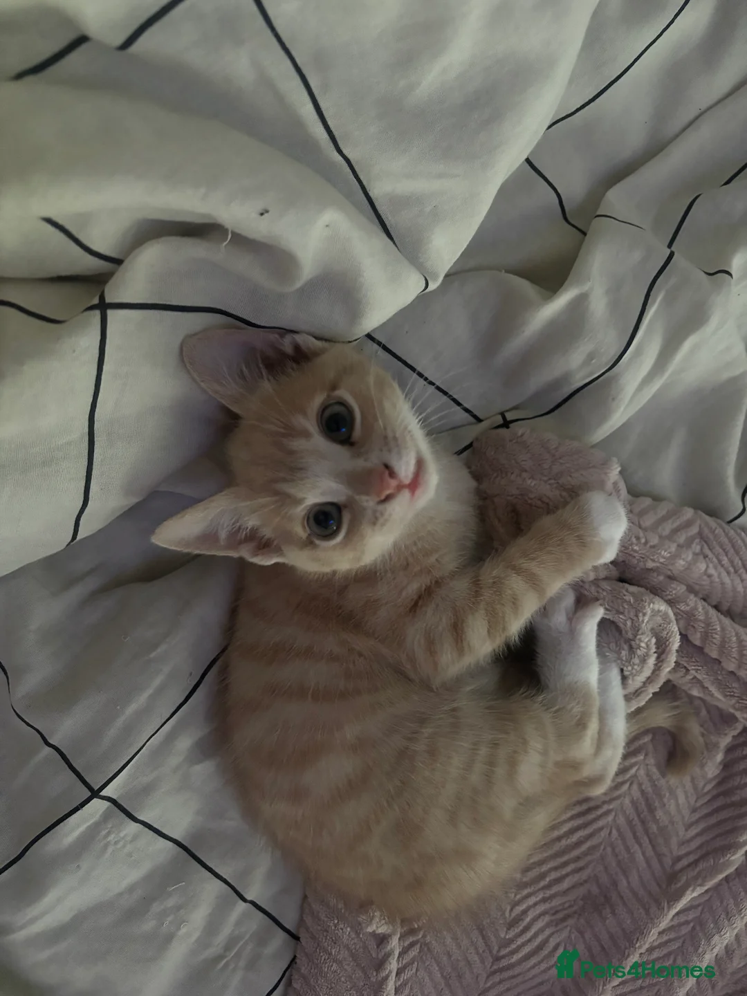 Mixed Breed cats for sale: Cream kitten for sale - Advert 4