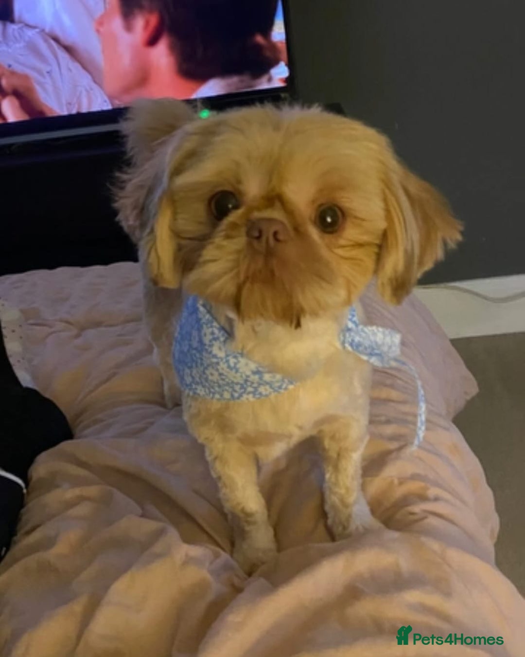 Shih Tzu dogs for sale: 🍫CHOCOLATE KC REG IMPERIALS BEST LINES🍫 - Advert 6