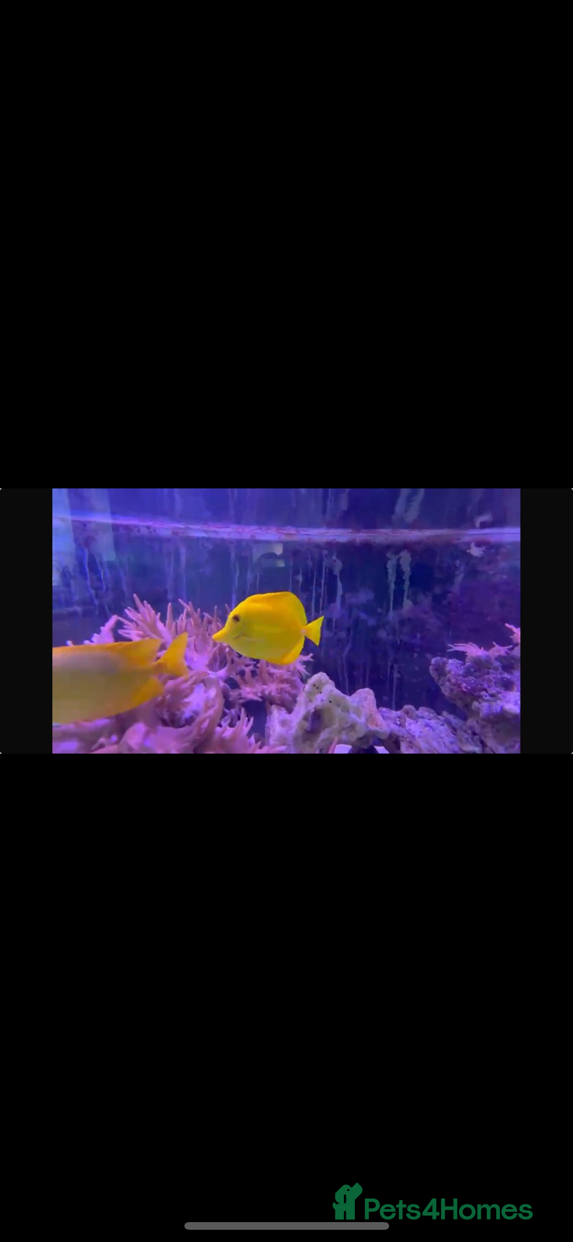 Other/Mixed Breed fish Yellow tang, sale fin, fox face  - Advert 15