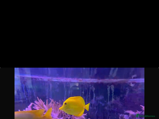 Other/Mixed Breed fish Yellow tang, sale fin, fox face - Advert 16