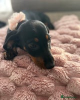 Dachshund dogs - Advert 2