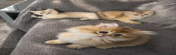 Scottish Fold cats for sale: Scottish pedigree golden kittens  ready to move - Advert 8