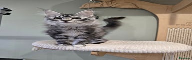 Maine Coon Kitten 1