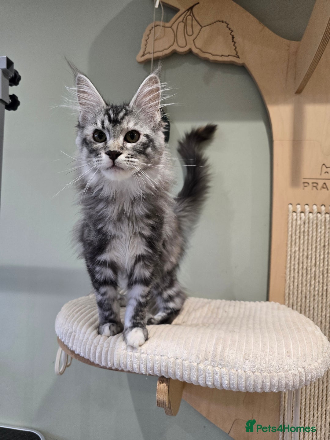 Maine Coon cats for sale: Maine coon kittens  - Advert 1