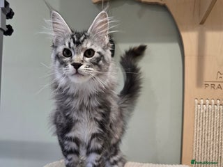 Maine Coon cats Maine coon kittens - Advert 5