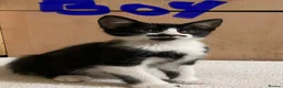 Mixed Breed cats for sale: Bengal cross kittens - Advert 23