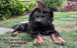 German Shepherd dogs for sale: 5 Generation KC - straight backed GSD puppies  - Image 5