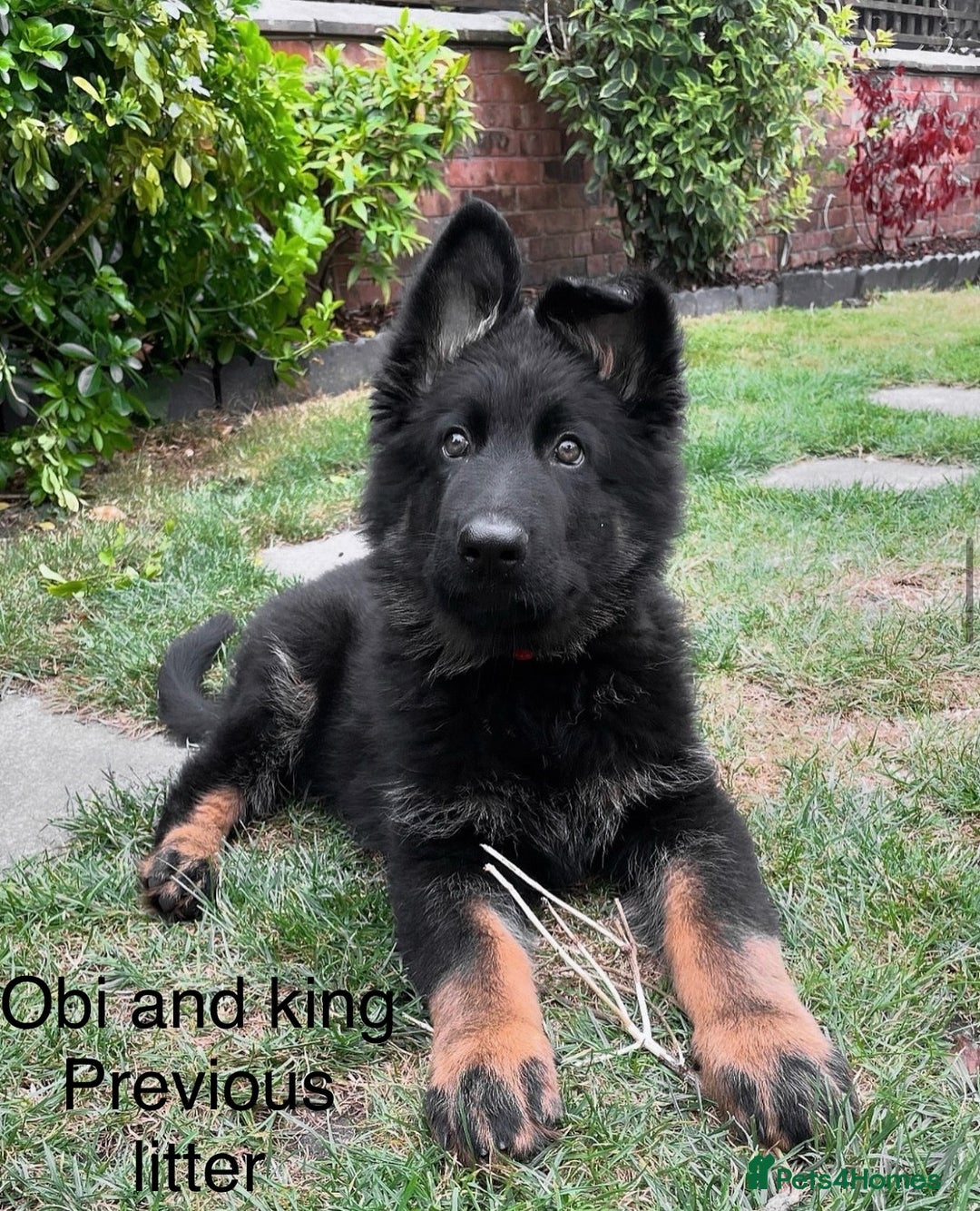 German Shepherd dogs for sale: 5 Generation KC - straight backed GSD puppies  - Image 5