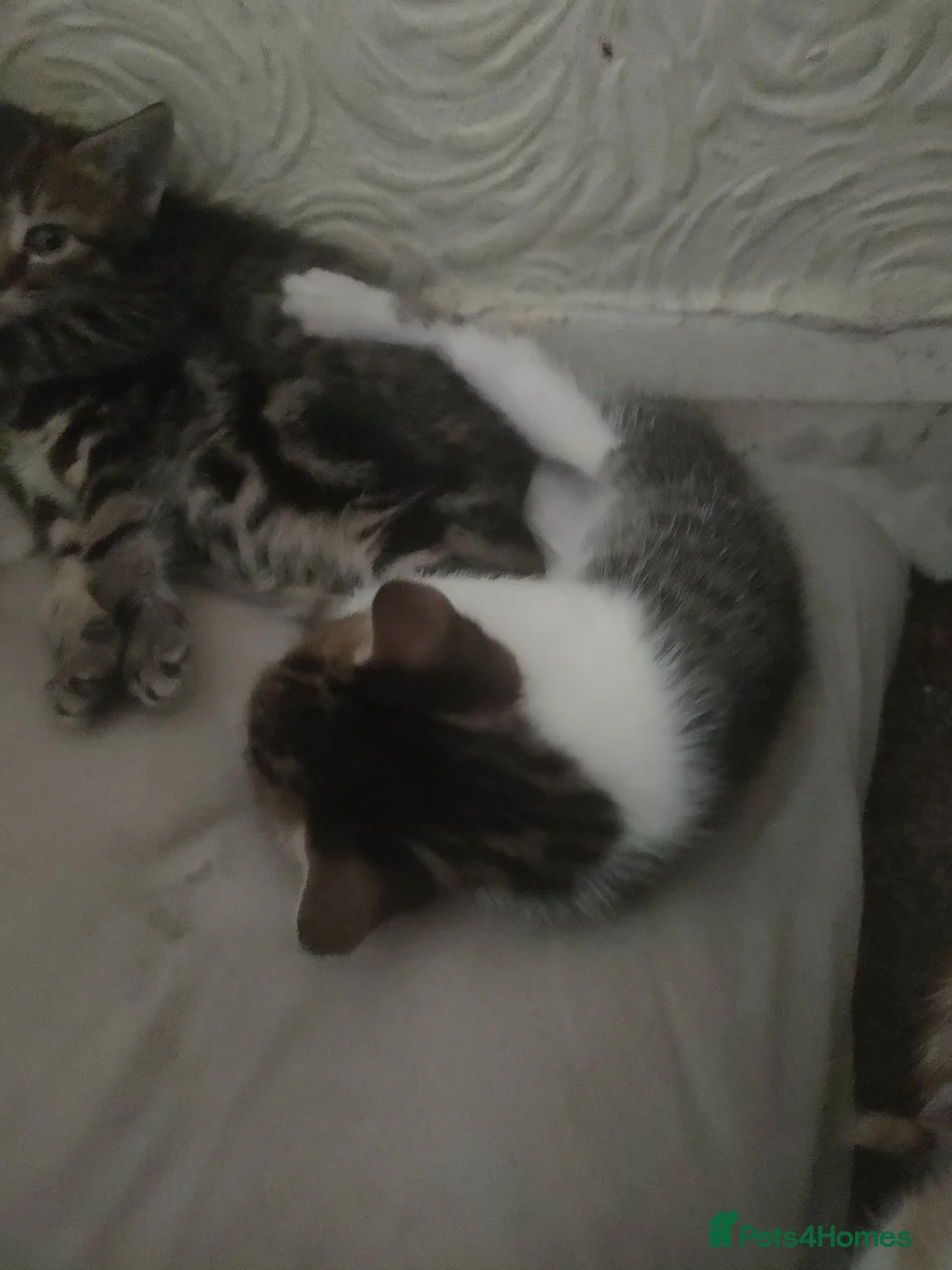 Bengal cats for sale: Gorgeous little kittens for sale  - Advert 2