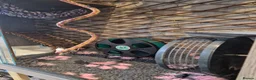 Sugar Glider rodents for sale: Trio of sugar gliders in Verwood - Advert 6