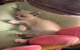 Persian cats for sale: Our cute adorable little female seal point  - Image 10