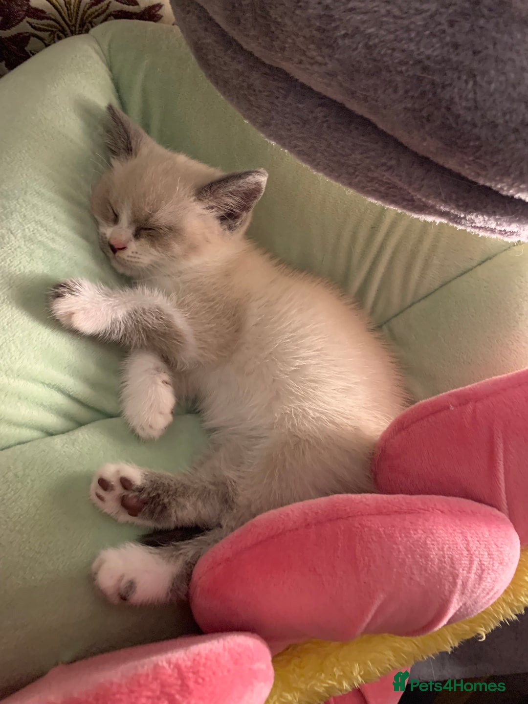 Persian cats for sale: Our cute adorable little female seal point  - Image 10