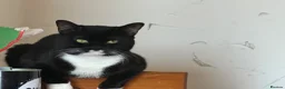 Mixed Breed cats for sale: Cats  in Aberdeen - Advert 1