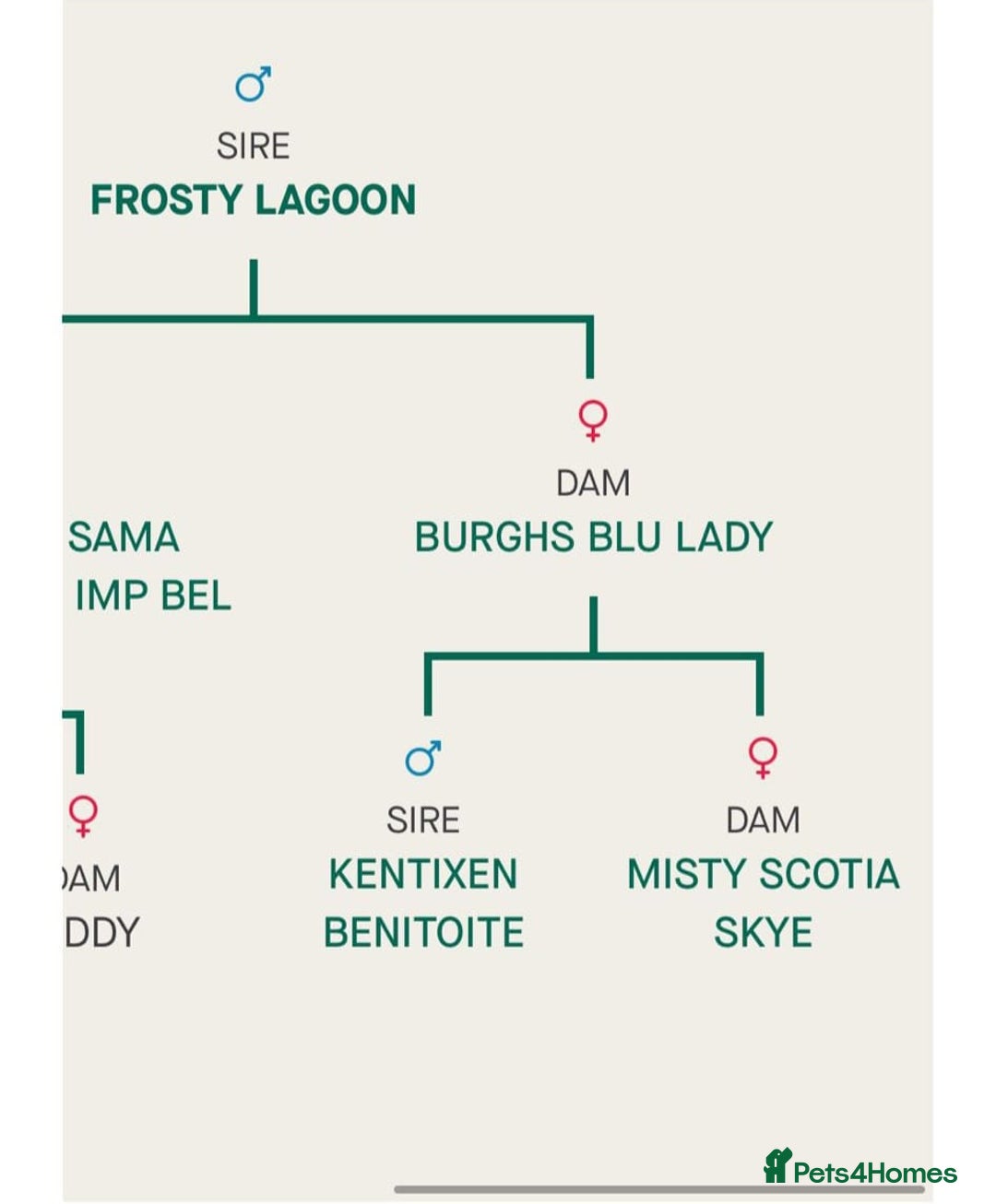 Staffordshire Bull Terrier dogs for sale: Blue staffordshire bull terrier - Advert 9