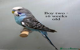 Budgerigars birds for sale: Beautiful baby budgies  - Image 15