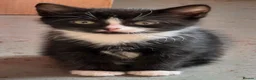 Mixed Breed cats for sale: Adorable Kittens Ready for their forever Homes - Advert 28