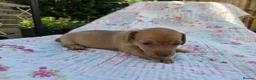 Jackshund dogs for sale: miniture jackadash - Advert 6