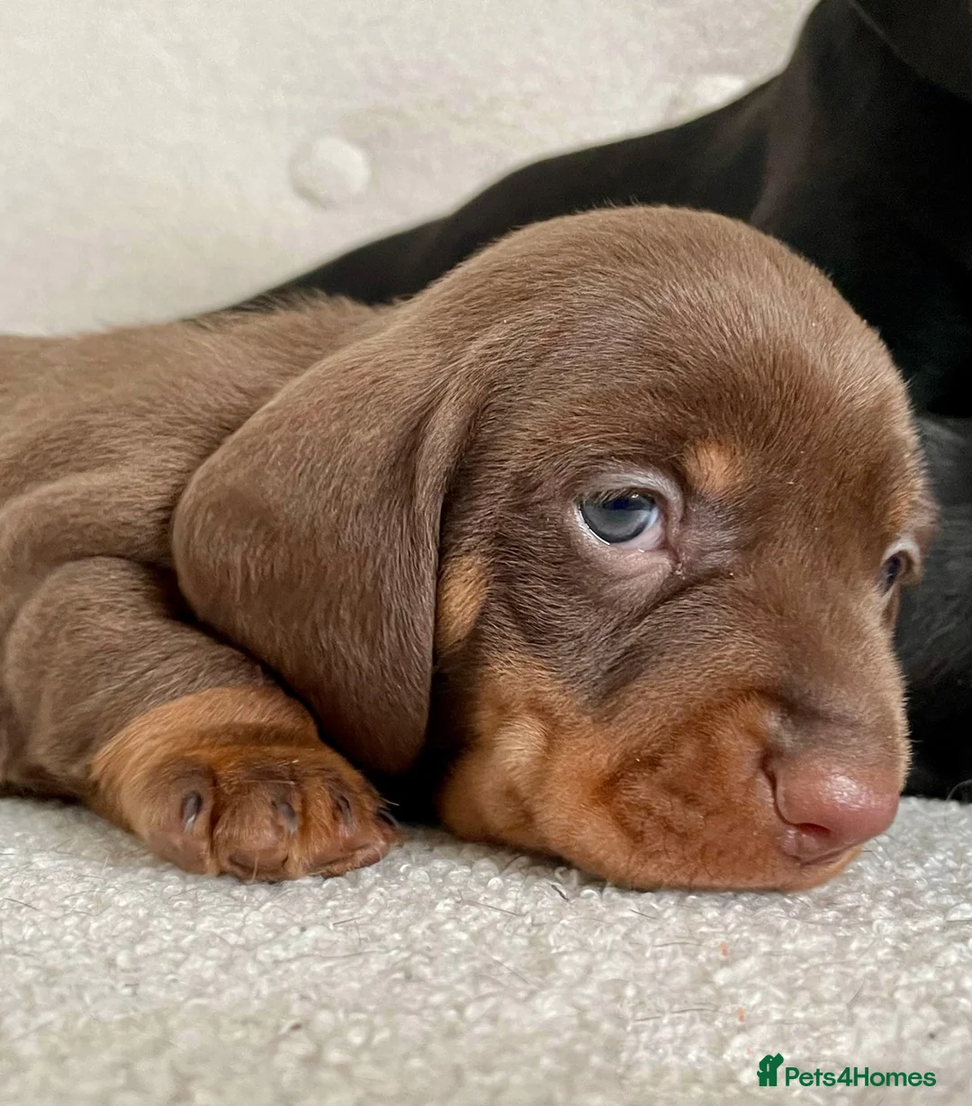 Miniature Dachshund dogs for sale: Stunning Pra Clear KC Mini Smooth Dachshunds  - Advert 2