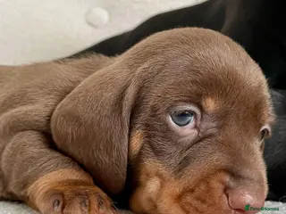 Miniature Dachshund dogs Stunning Pra Clear KC Mini Smooth Dachshunds - Advert 18