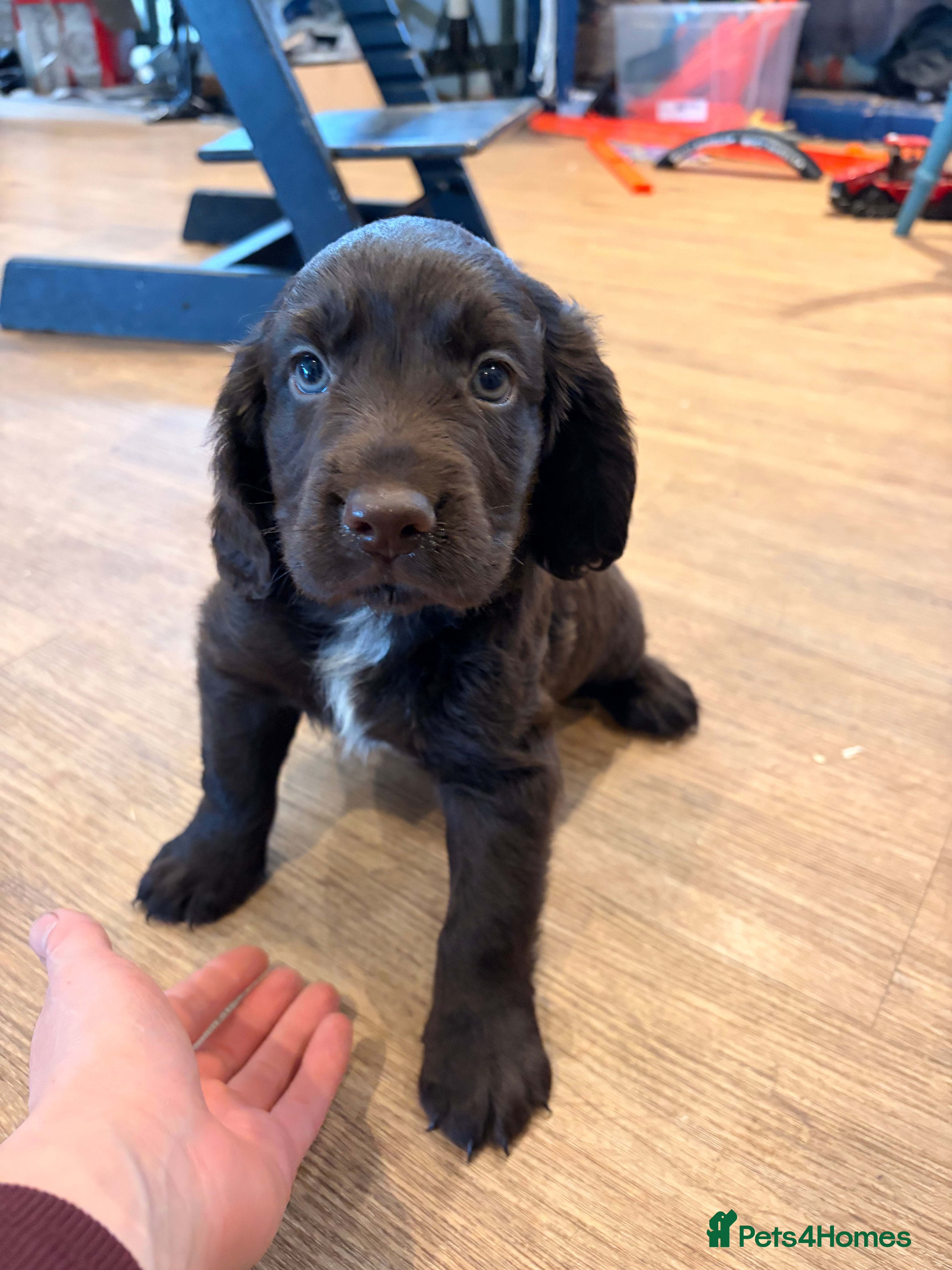 Cocker Spaniel dogs Working Coker spaniel boy  - Advert 6