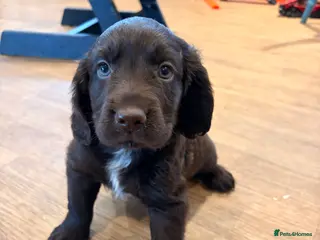 Cocker Spaniel dogs Working Coker spaniel boy - Advert 6