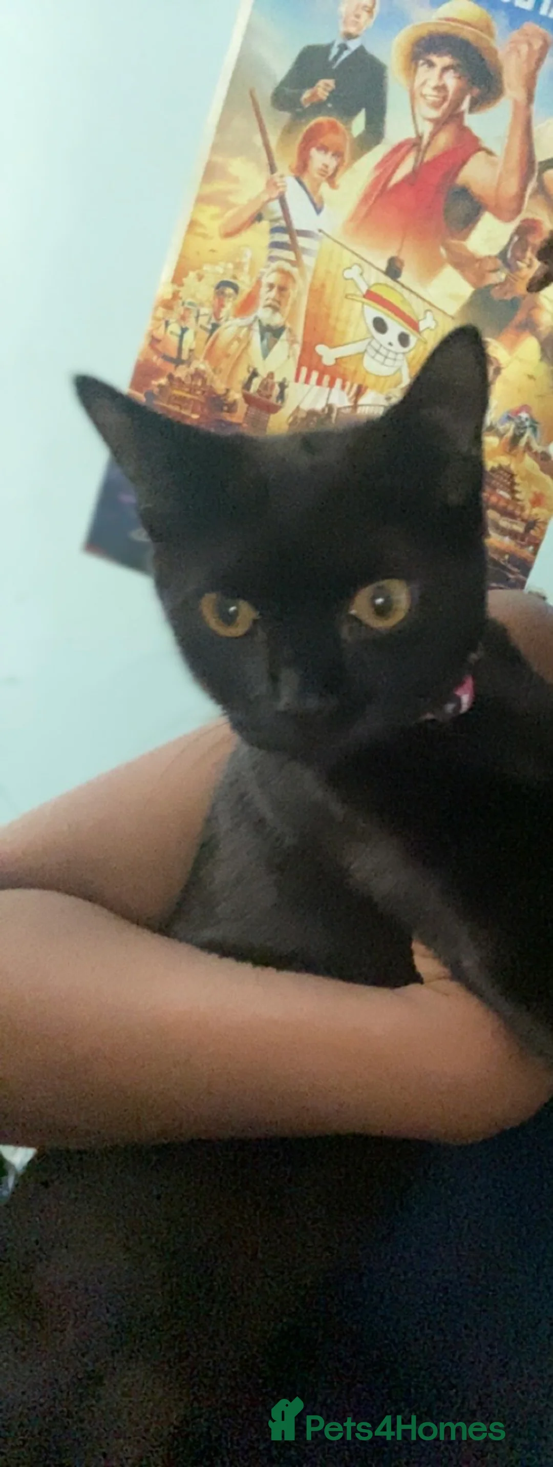 Domestic Shorthair cats for sale: She’s looking for new home and attention  in London - Advert 2