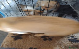 Mixed Breed dogs for sale: Chihuahua/lhaso apso pups long haired - Image 11