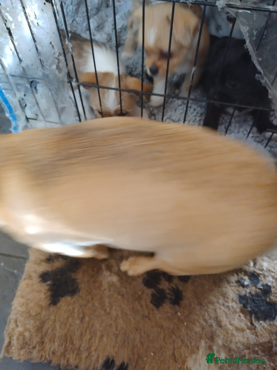 Mixed Breed dogs for sale: Chihuahua/lhaso apso pups long haired - Image 11