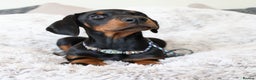 Dobermann dogs for sale: WAITLIST 2026 CEZARBLUE 5 STAR LICENSED ⭐️  - Advert 33
