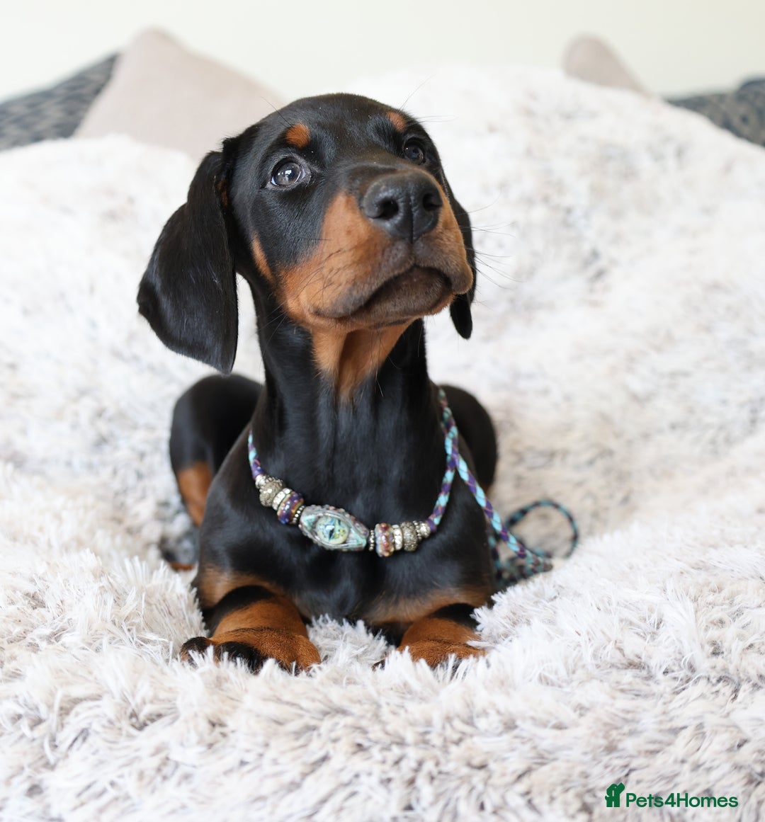 Dobermann dogs for sale: WAITLIST 2026 CEZARBLUE 5 STAR LICENSED ⭐️  - Advert 33