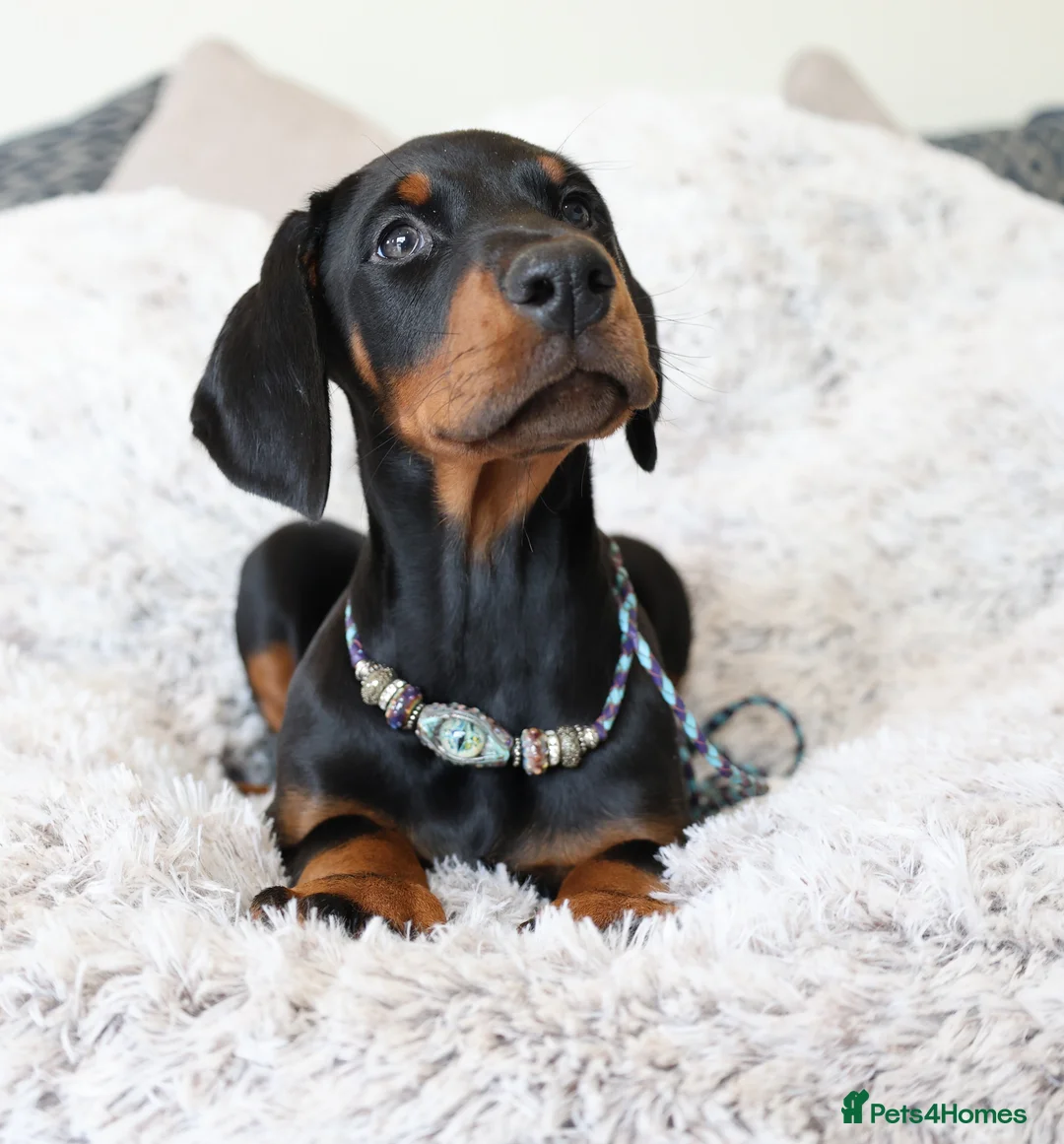 Dobermann dogs for sale: WAITLIST 2026 CEZARBLUE 5 STAR LICENSED ⭐️  - Advert 33