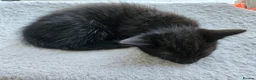 Mixed Breed cats for sale: Ready 4 days black boy kitten Siamese ragdoll mix  - Advert 3