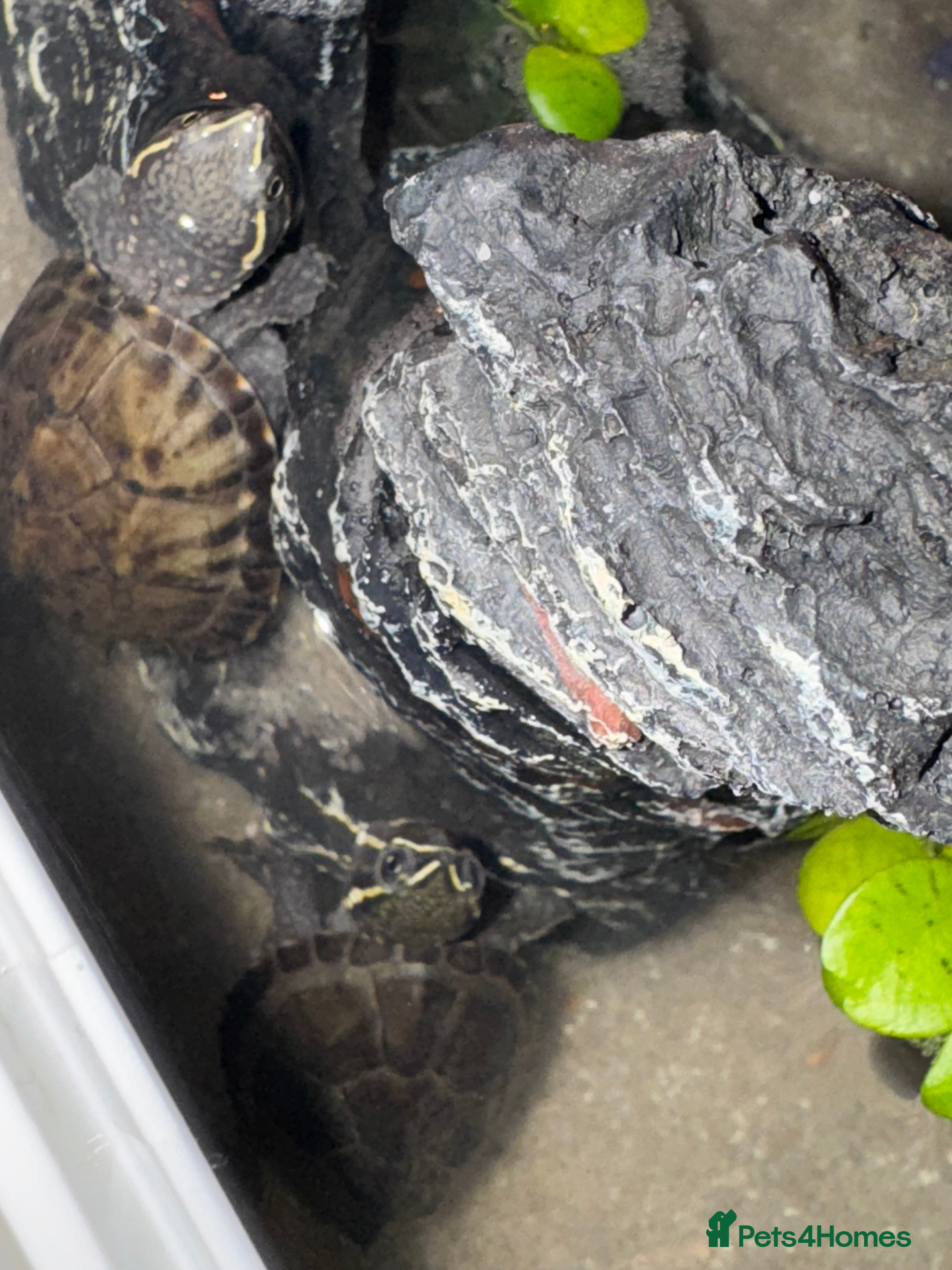 Terrapin reptiles TWO TERRAPIN TURTLES  - Advert 1