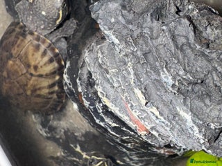 Terrapin reptiles TWO TERRAPIN TURTLES - Advert 2