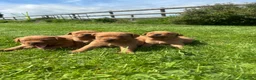 Labrador Retriever dogs for sale: 🐾 FOX RED LABRADOR PUPPIES 🐾 - Advert 3