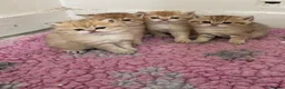 British Shorthair cats for sale: Golden kittens - Advert 14