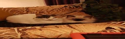 Ragdoll cats for sale: Lucky boy - Advert 3