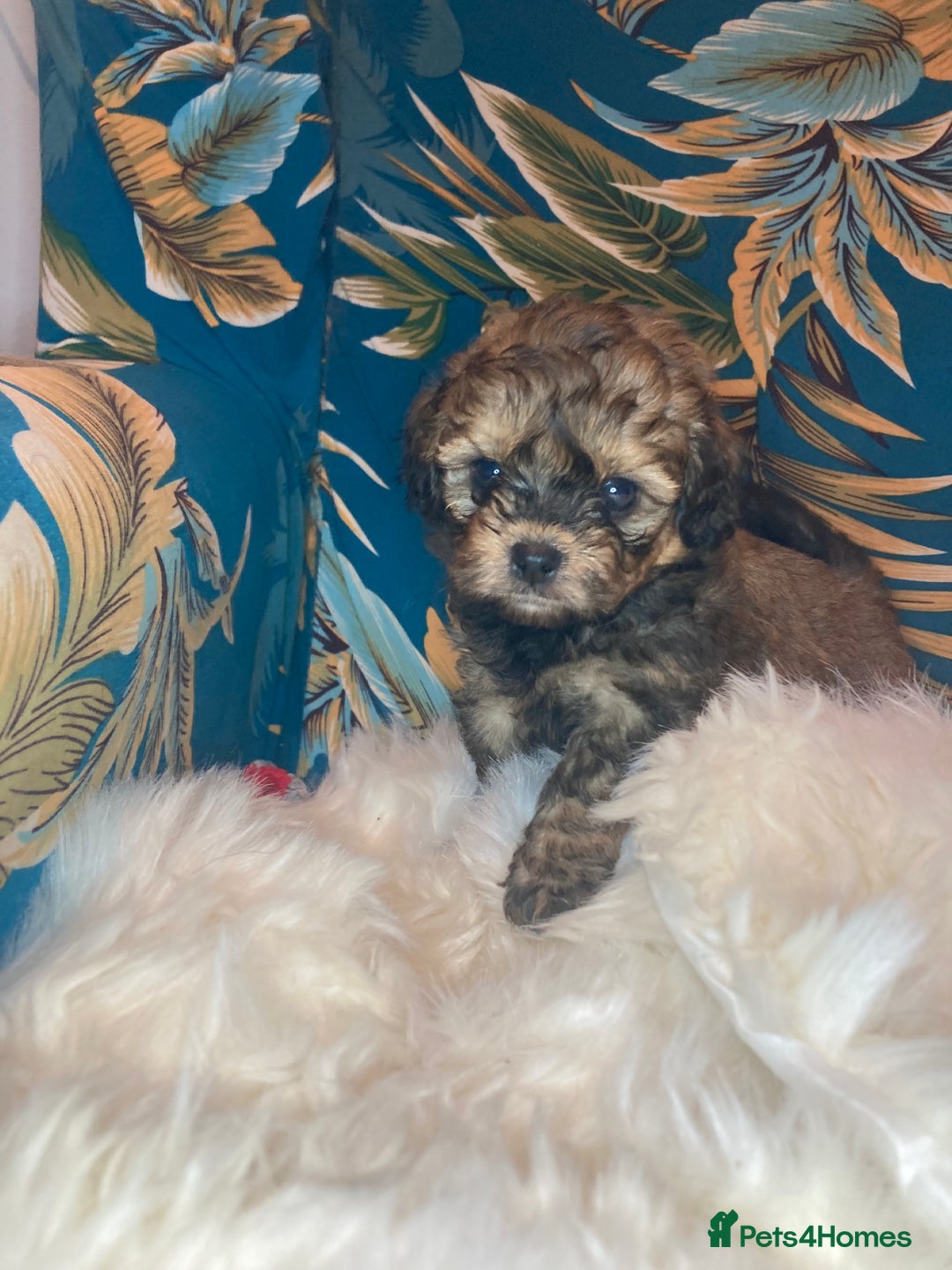 Shihpoo dogs for sale: 1 beautiful Sable shihpoo boy  - Image 21
