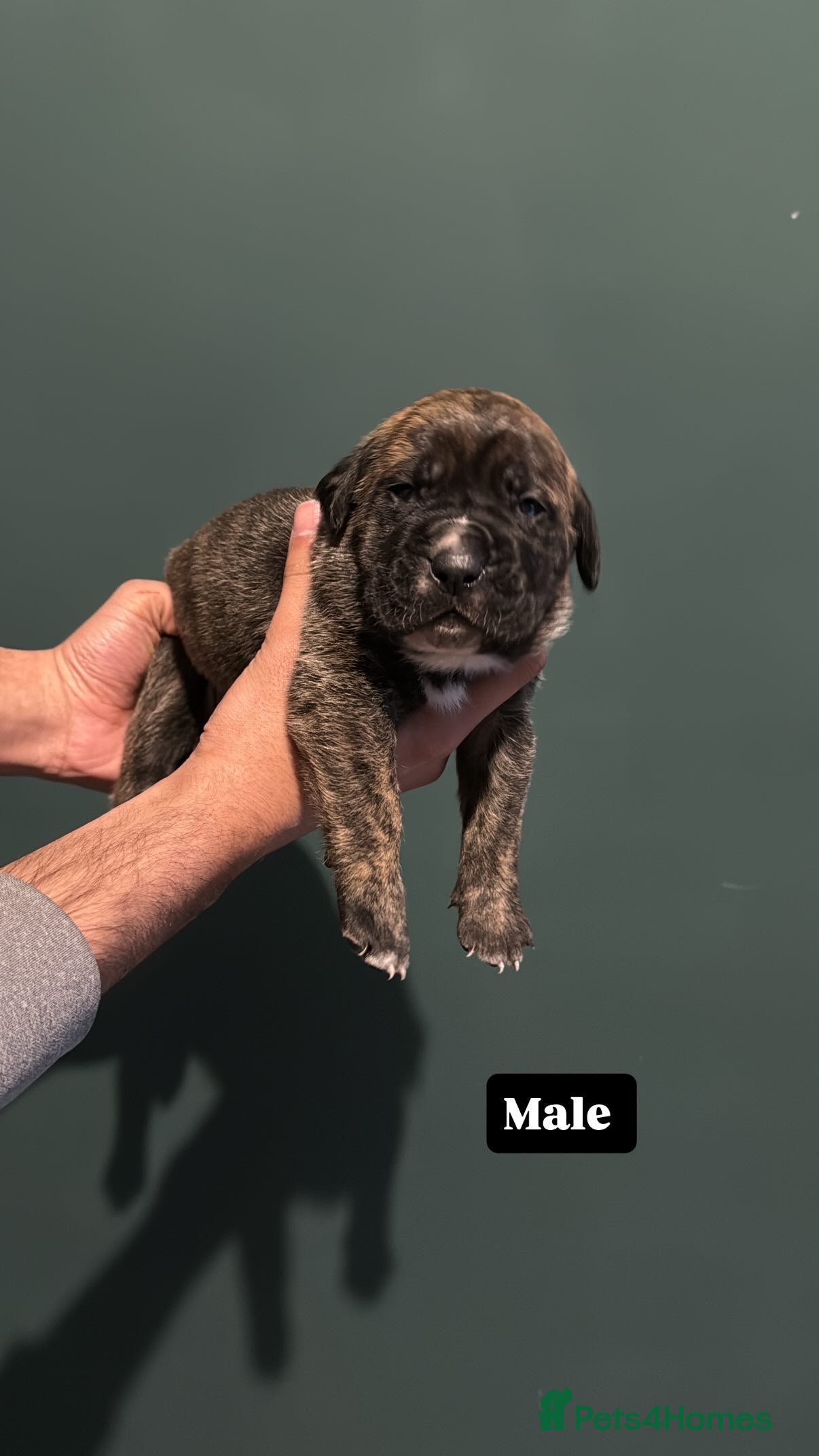 Presa Canario dogs Top quality!! Presa Canario puppies - Advert 2