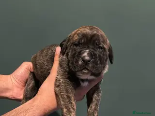 Presa Canario dogs Top quality!! Presa Canario puppies - Advert 2