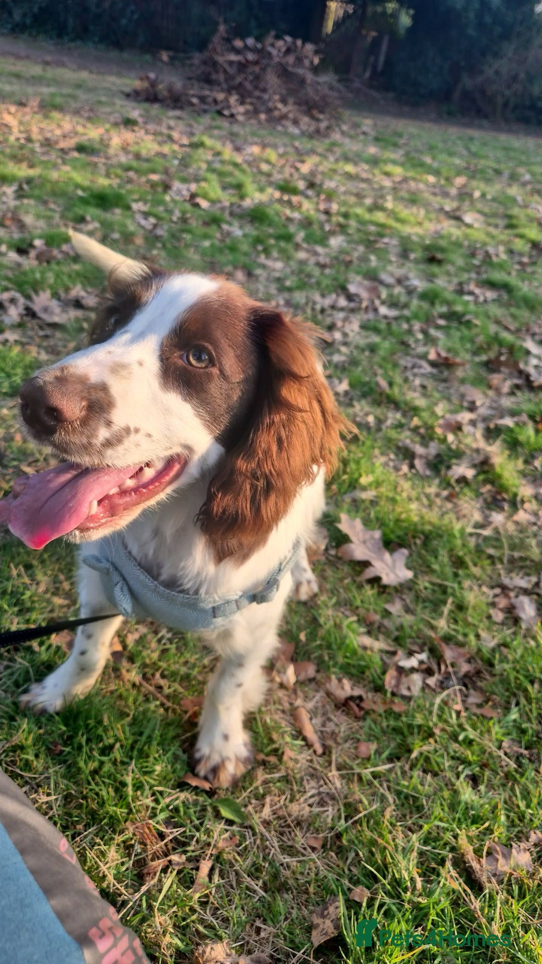 Sprocker dogs for sale: Sprocket for sale - Advert 2