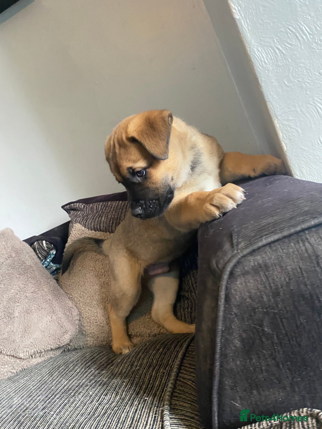 Mixed Breed dogs for sale: Rottweiler x Akita puppy  - Image 13