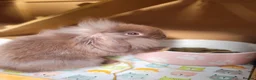 Mini Lion Lop rabbits for sale: Adorable Mini Lion Lops - READY JULY 1ST - Advert 3