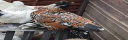 Chickens poultry for sale: Pure breed bantoms - Advert 4