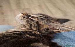 Maine Coon cats for sale: Pedigree mainecoon kittens in Newark - Image 2