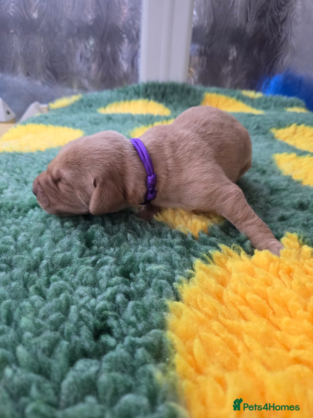 Labrador Retriever dogs for sale: KC Registered Labrador Puppies. - Advert 32