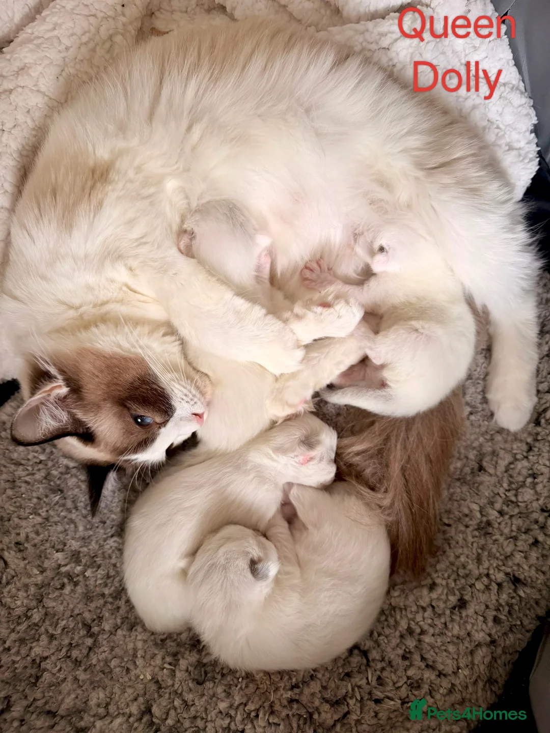 Ragdoll cats for stud: Ragdoll for Stud - Advert 8