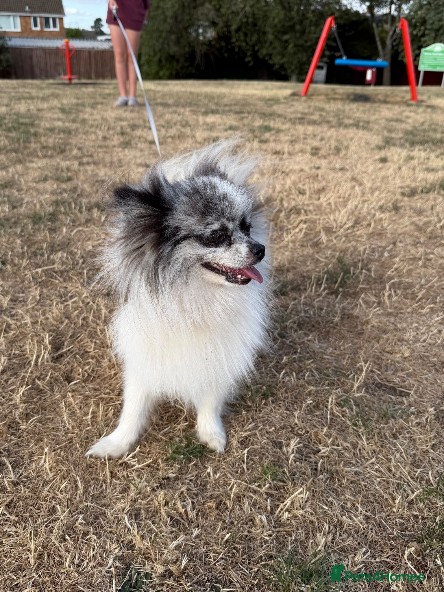 Pomeranian dogs Pomeranian teenager that needs love and routine - Advert 1