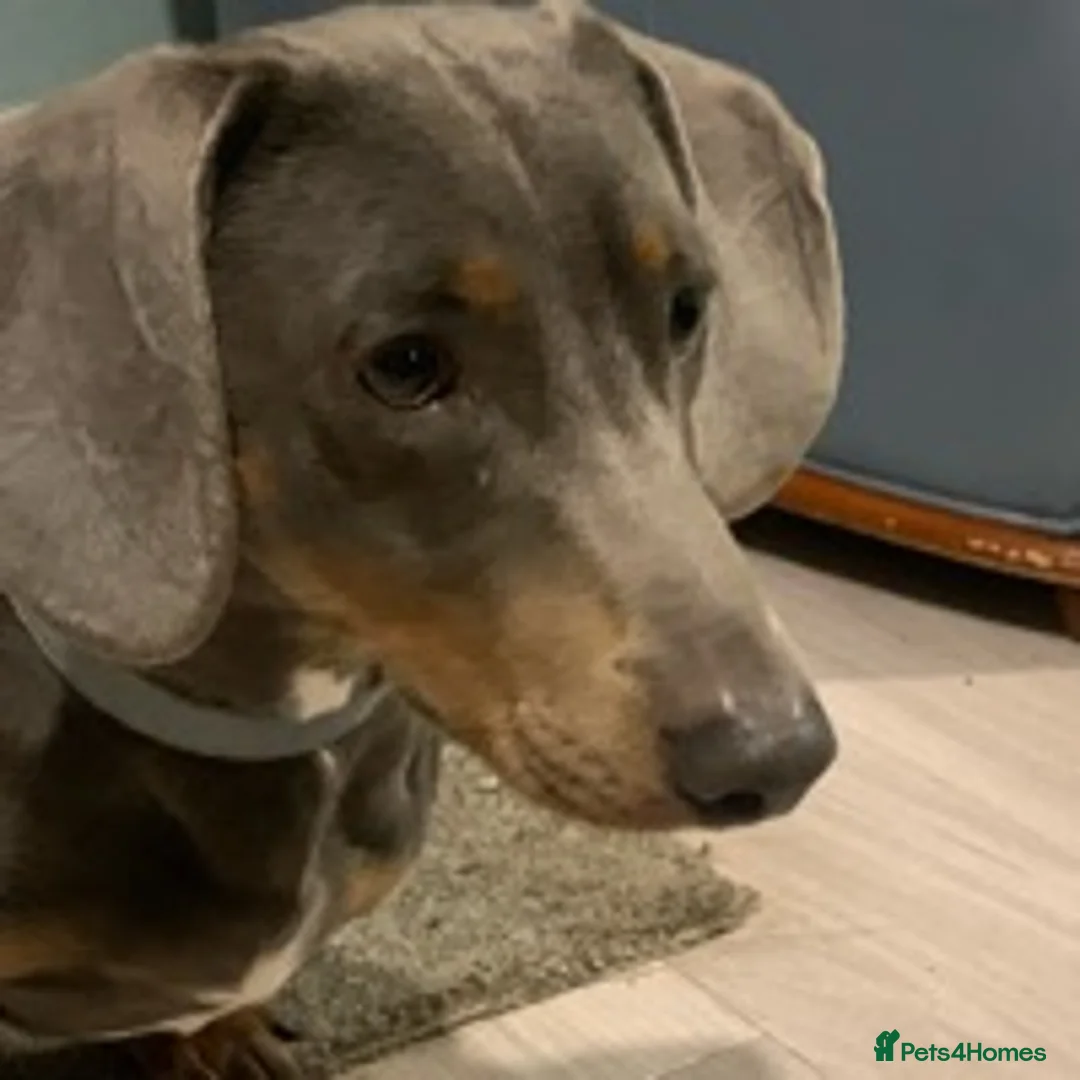 Dachshund dogs for stud: Blue Dachhund Proven Stud & Isabella cream stud, in Swansea - Advert 11