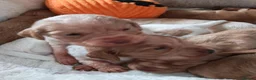Cocker Spaniel dogs for sale: Beautiful Cocker spaniel puppies  in Driffield - Advert 14